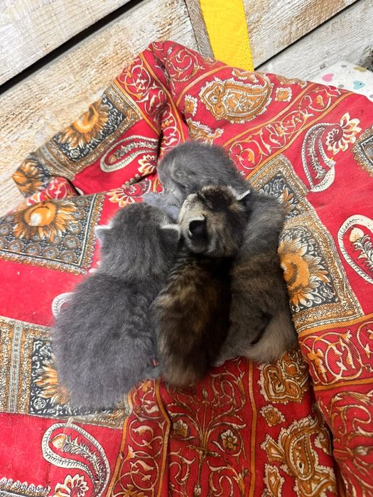 Три котенка бесплатно