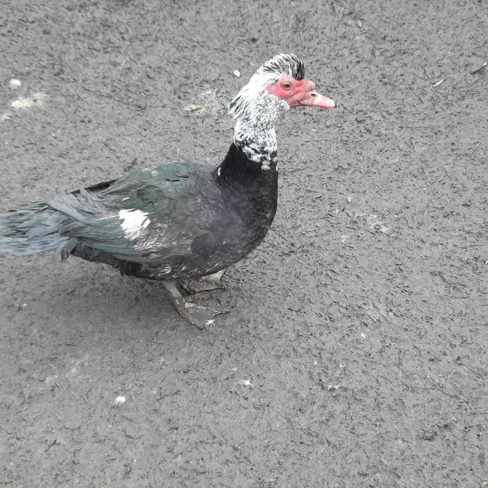 Rațe mute (rățoi)