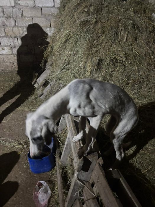 Тазы иттер 5 айлык