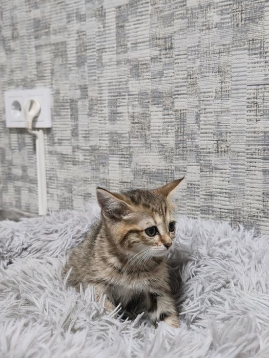 Британский котёнок продаётся