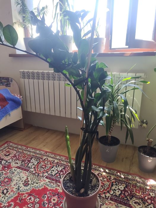 Долларовое дерево.