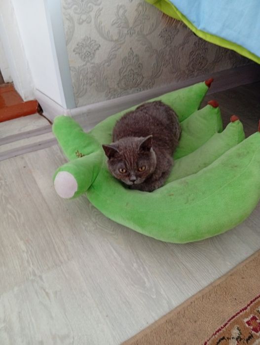 Отдам котят шотландцы