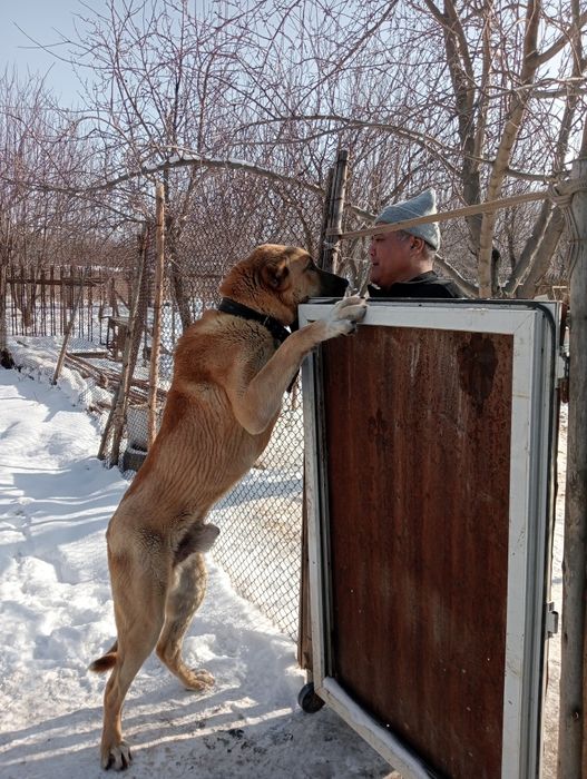 Продам    алабая