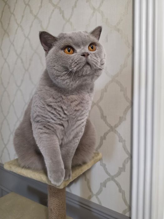 Британский короткошёрстный котик