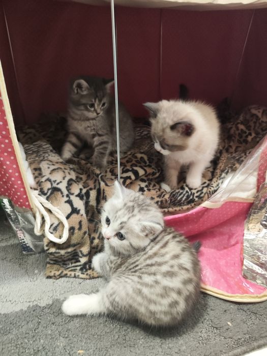 Шотландские котята