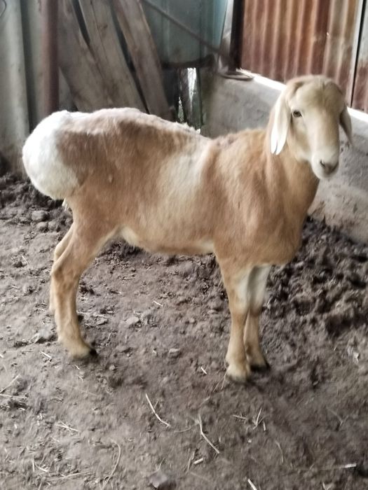 Кошкар семиз Бир жасар