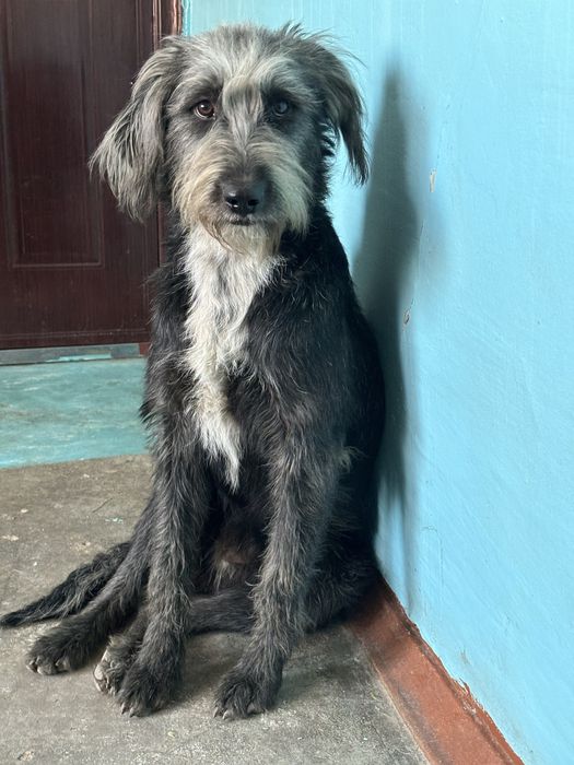 Ищем добрые руки