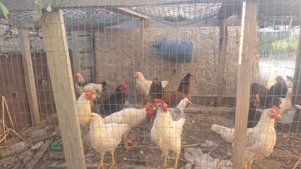 Продам домашних кур