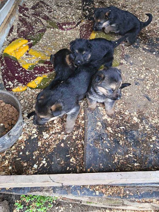 Продават се Немски овчарки