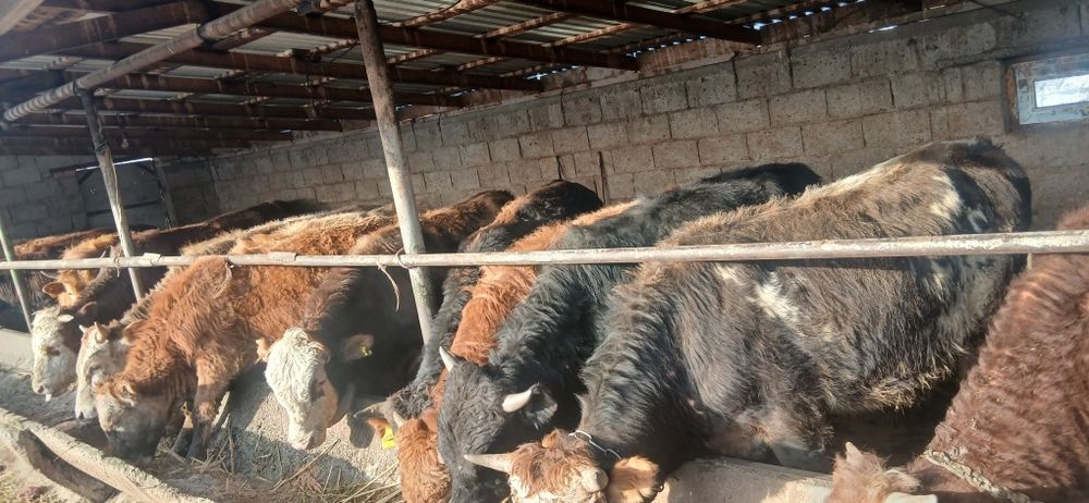 Продам 15 бычков по 650 000