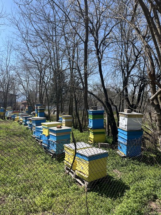 Многокорпусни кошери