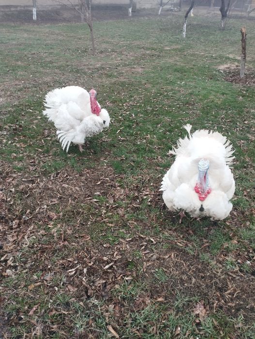 Сатлады срочнаа.