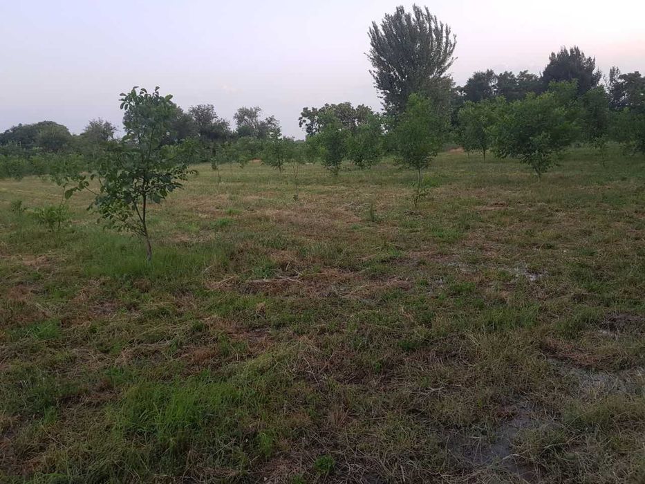 Ekin maydoni bog uchun ijaraga