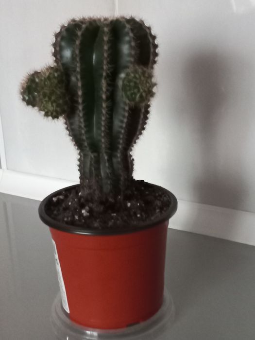 Кактус  Эхинопсис