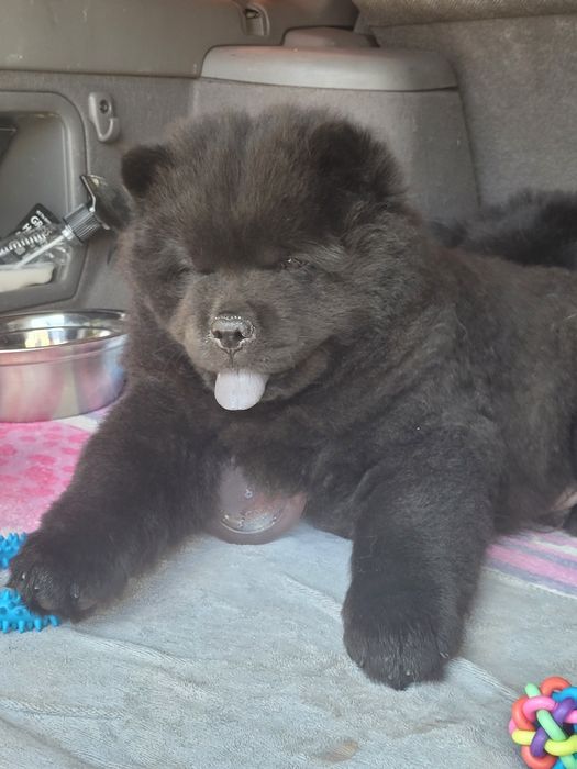 Милые мишки ЧАУ-ЧАУ