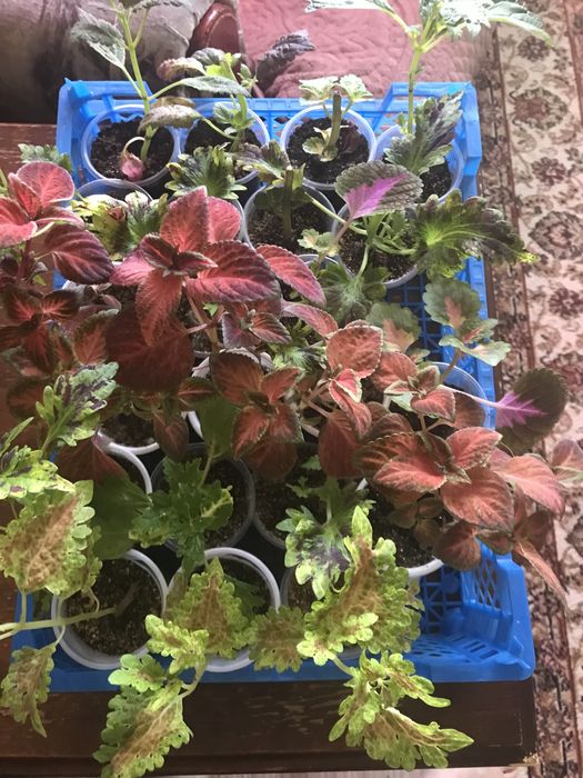 Продам укоренённые колеусы