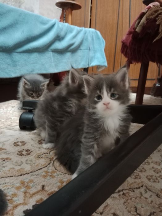 Котята Мейн-куна