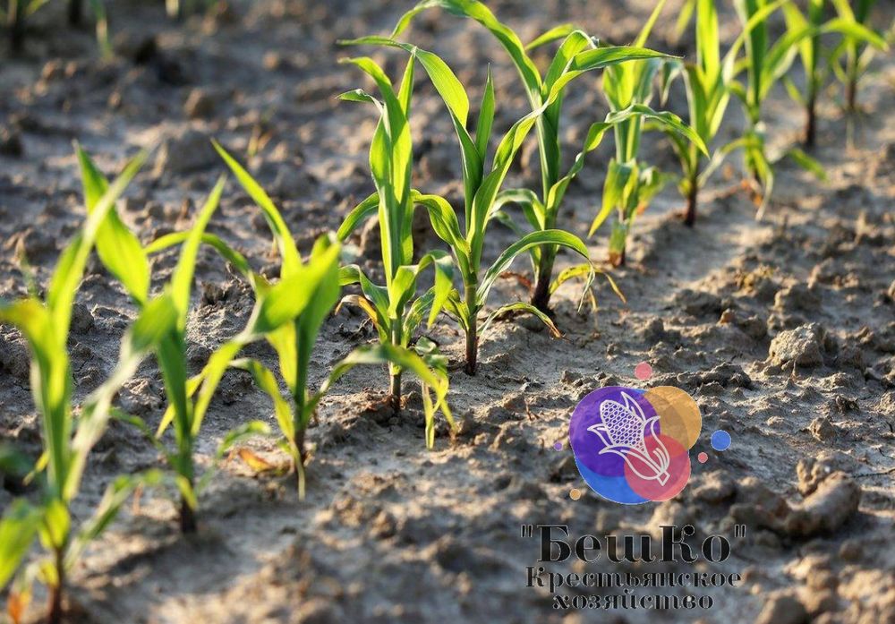 Семена кукурузы краснодарский