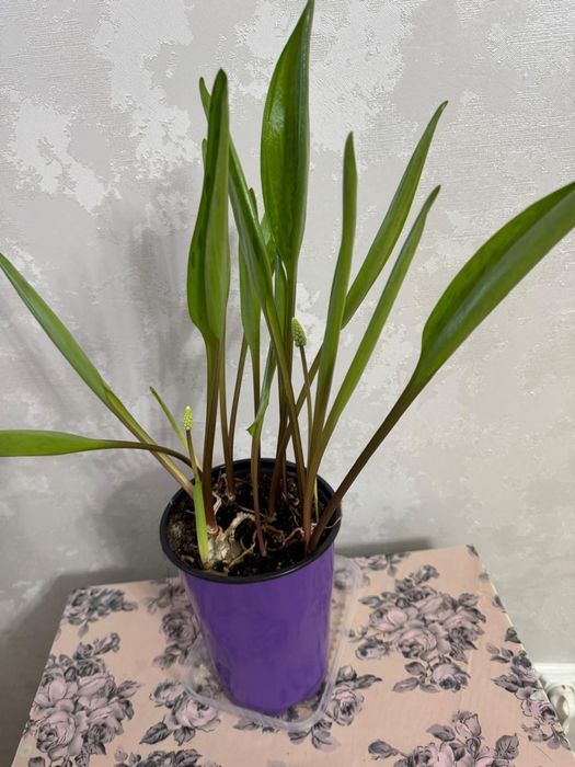 Продам цветы  Дриопсис