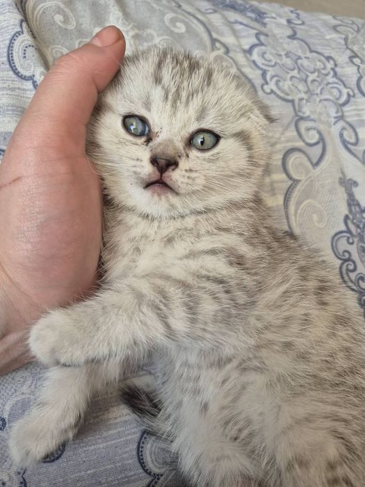 Породата е таби от двама британци !