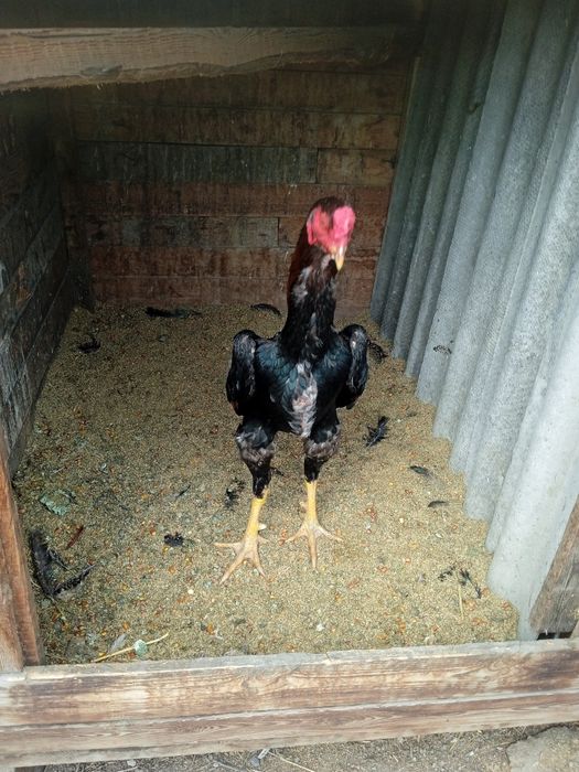 Дакан Шамо Турок Бойцовский