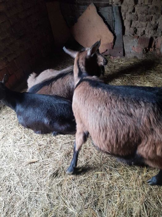 Capre gestante de vanzare