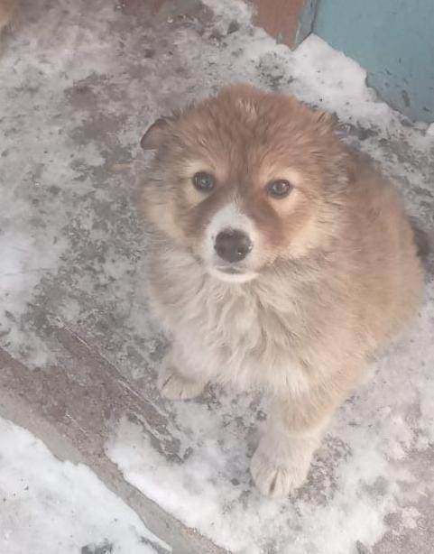 Щенки , бесплатно