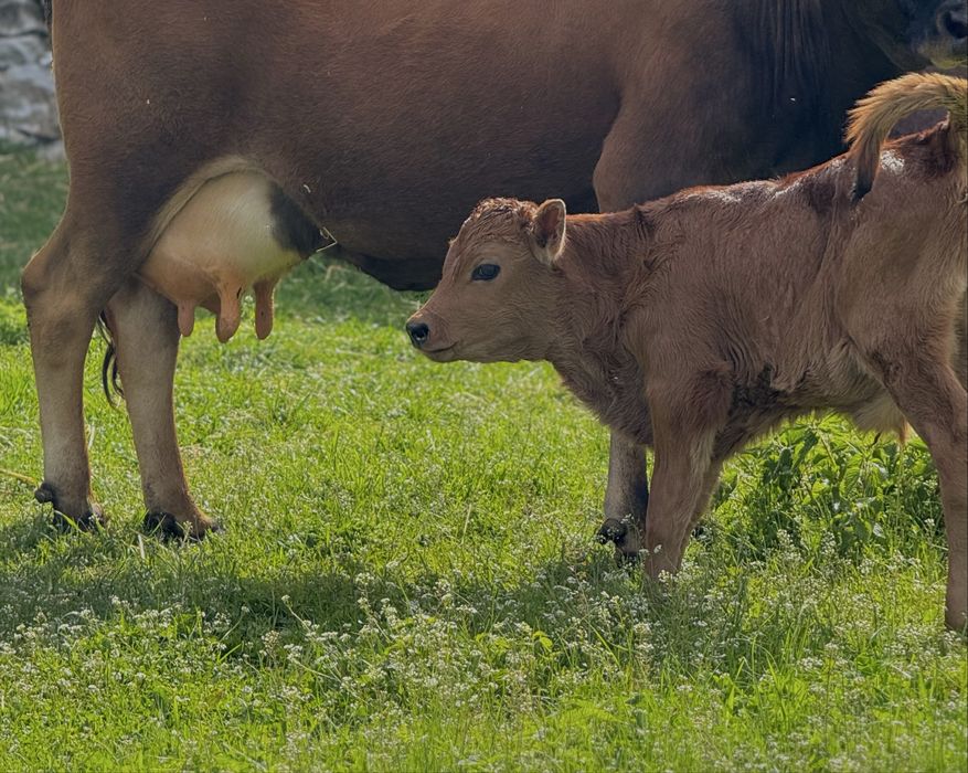 Крава с 10-дневно теле