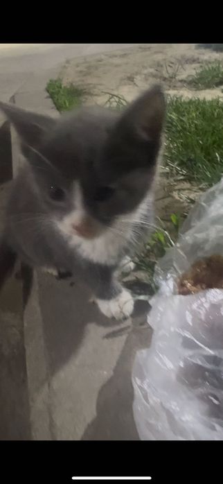 Отдам котенка в хорошие руки