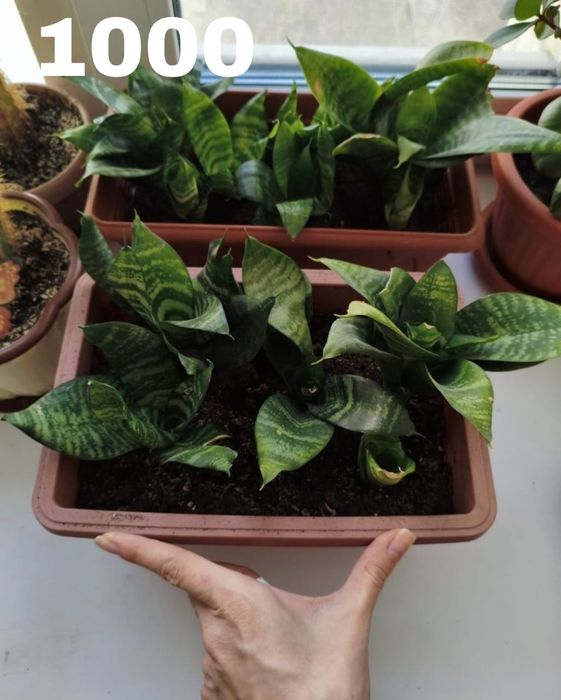 Продам цветы комнатные