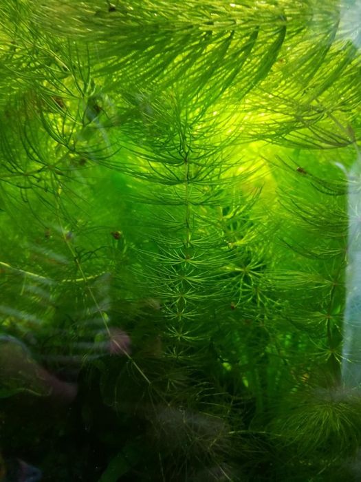 Роголистник ёлочка