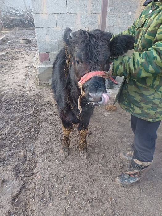 Корова с телёнком девочка