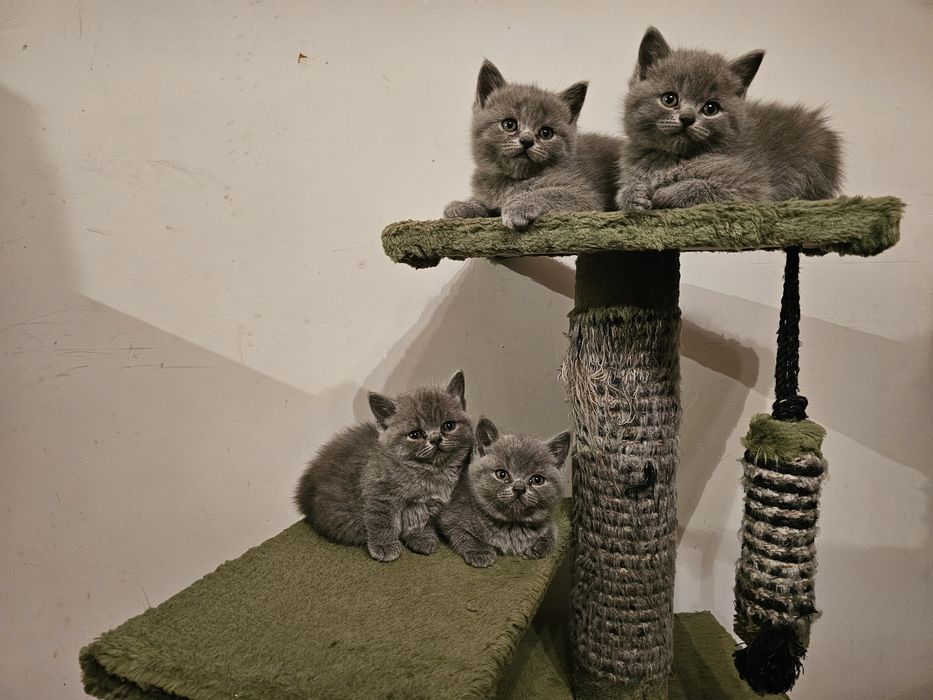 Британска късокосместа