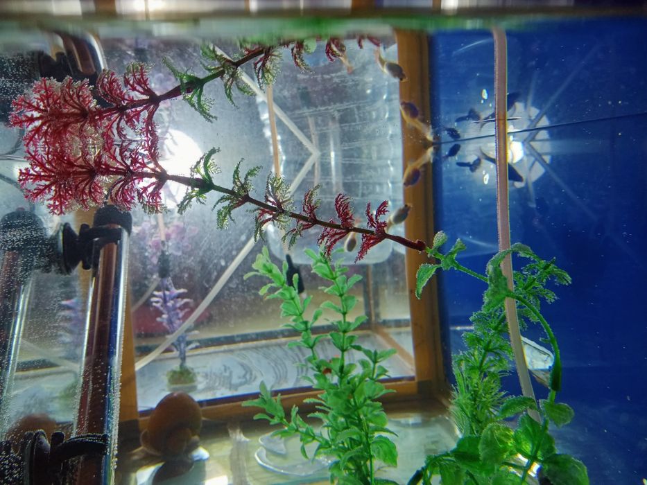 Продам рыбок гуппи