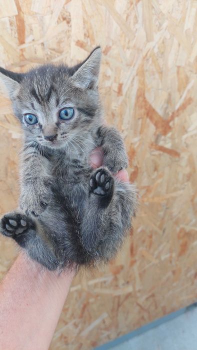 котята в хорошие руки