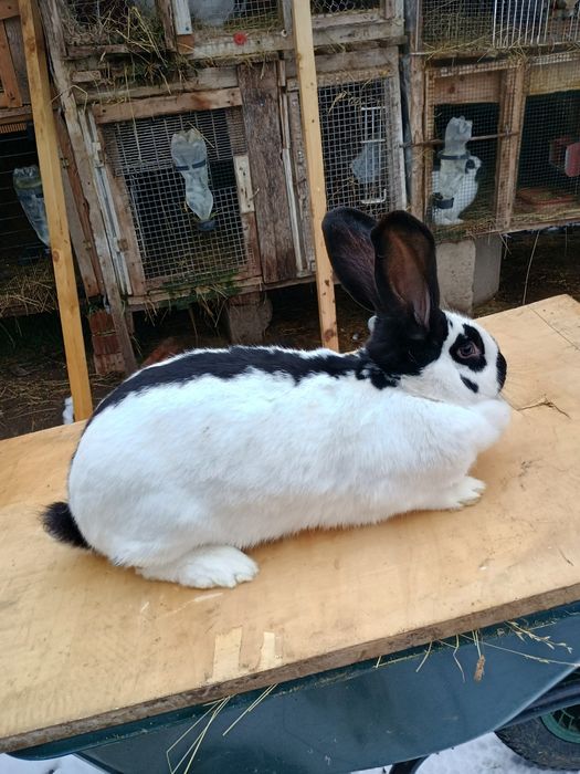 Ocazie iepuri de rasa