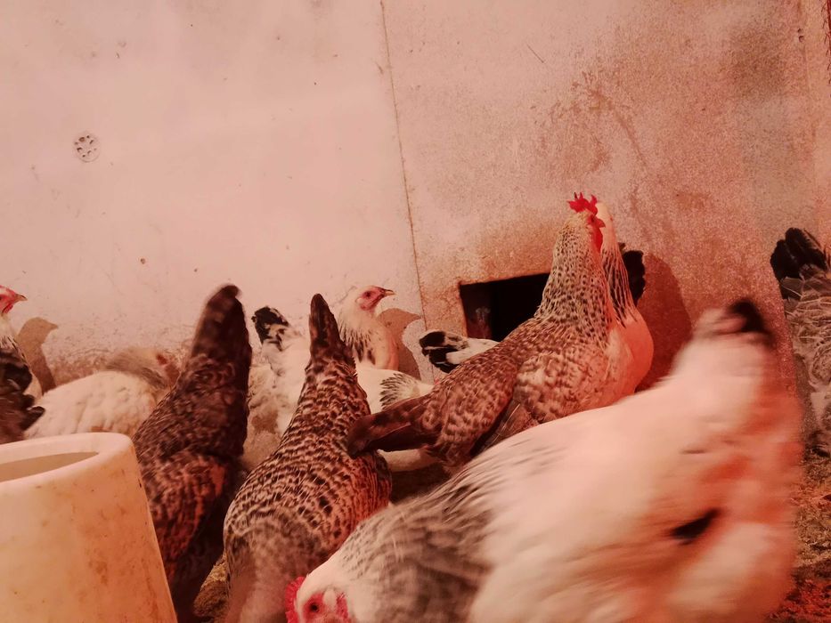 Адлерская серебристая