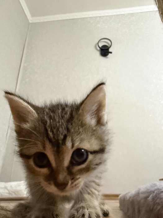 Отдам котенка в добрые руки