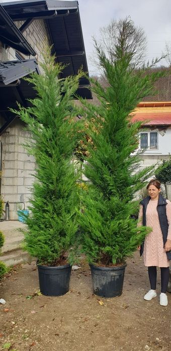 Leylandy green toate dimensiunile