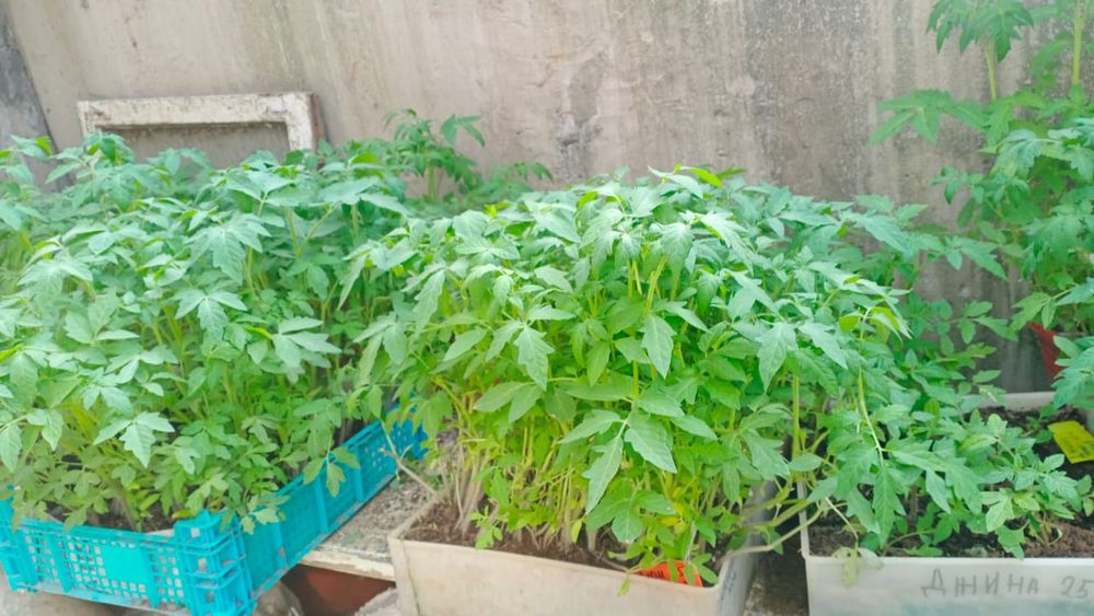 Продам рассаду помидор