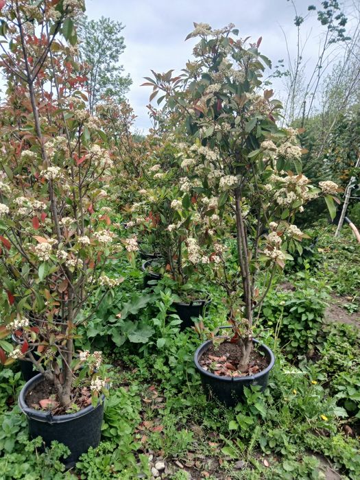 Laur ,photinia ,eunimus