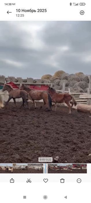 Жабагы сатылады 2 еркек