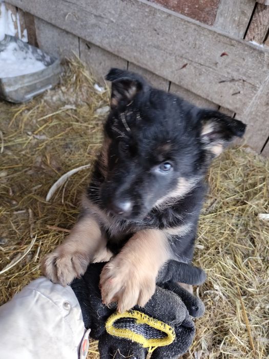 Щенки немецкой овчарки