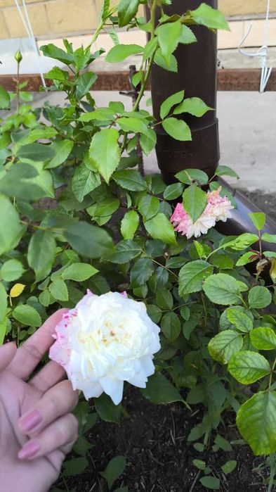 Продам Дом в Бишкуле