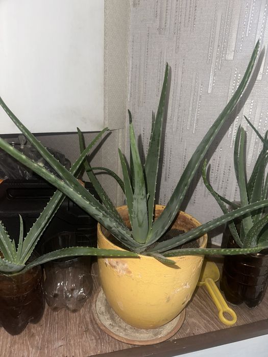 Лечебное Алоэ вера старше 5 лет