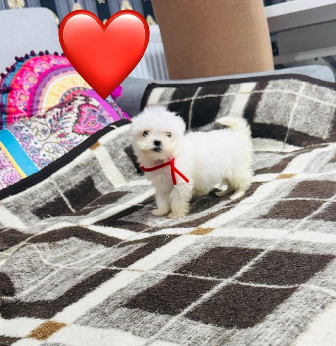 Mascul bichon maltez miny toy