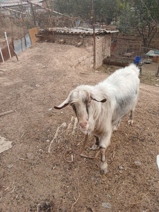 Продаётся племенной  козёл