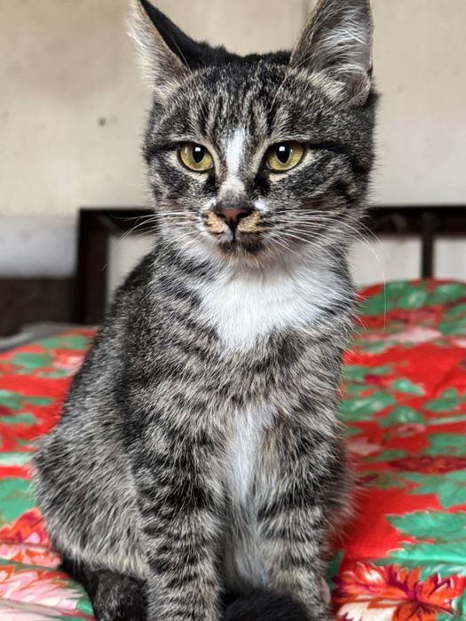 Ласковый котенок