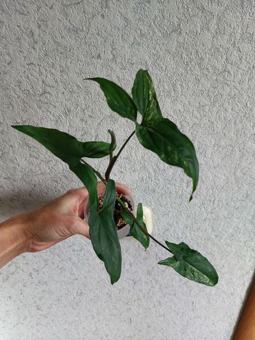 Продам комнатные растения.