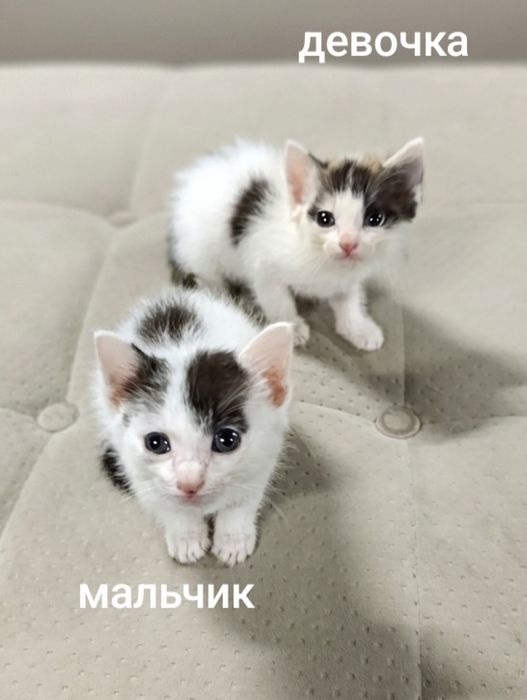 Раздам котят бесплатно